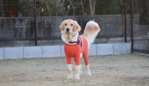 大型犬のファッションセンス向上！洋服選びのポイント完全ガイド