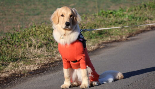 【ゴールデンレトリバーのお散歩】大型犬のための理想的なリード選びガイド