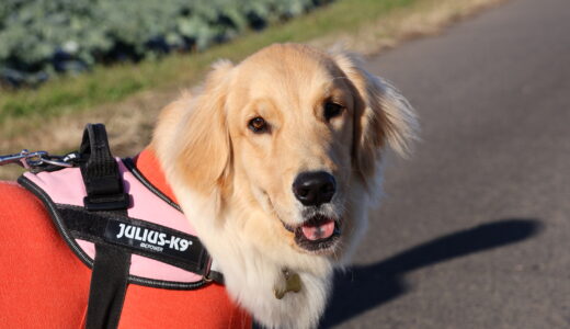 【大型犬を飼っている方必見！】大型犬のための理想的な首輪選びガイド：種類や特徴、選ぶときの注意点は？