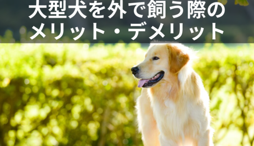 【大型犬を外で飼う】メリットと注意点は？ゴールデンレトリバーを外で飼った時の経験談