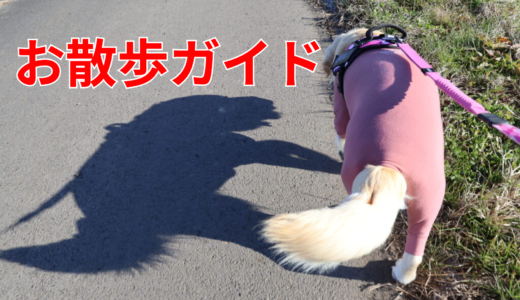 【大型犬のお散歩】ゴールデンレトリバーとのお散歩について徹底解説！