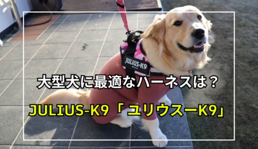 大型犬やひっぱり癖のある愛犬にぜひおすすめのハーネス！JULIUSーK9（ユリウスーK9）