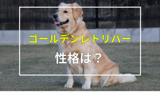 【ゴールデンレトリーバーの性格とは？】飼ってみてわかったこと！