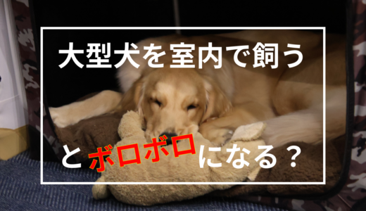 室内でゴールデンレトリバーを飼うための5つのポイント！家はボロボロになる？