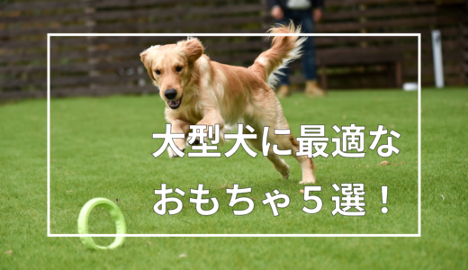 【大型犬におすすめのおもちゃ５選！】我が家のゴールデンレトリバーで検証済みです