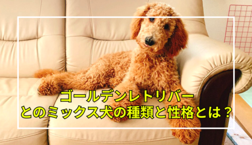 【ゴールデンレトリバーとのミックス犬】４種類のミックス犬をご紹介！